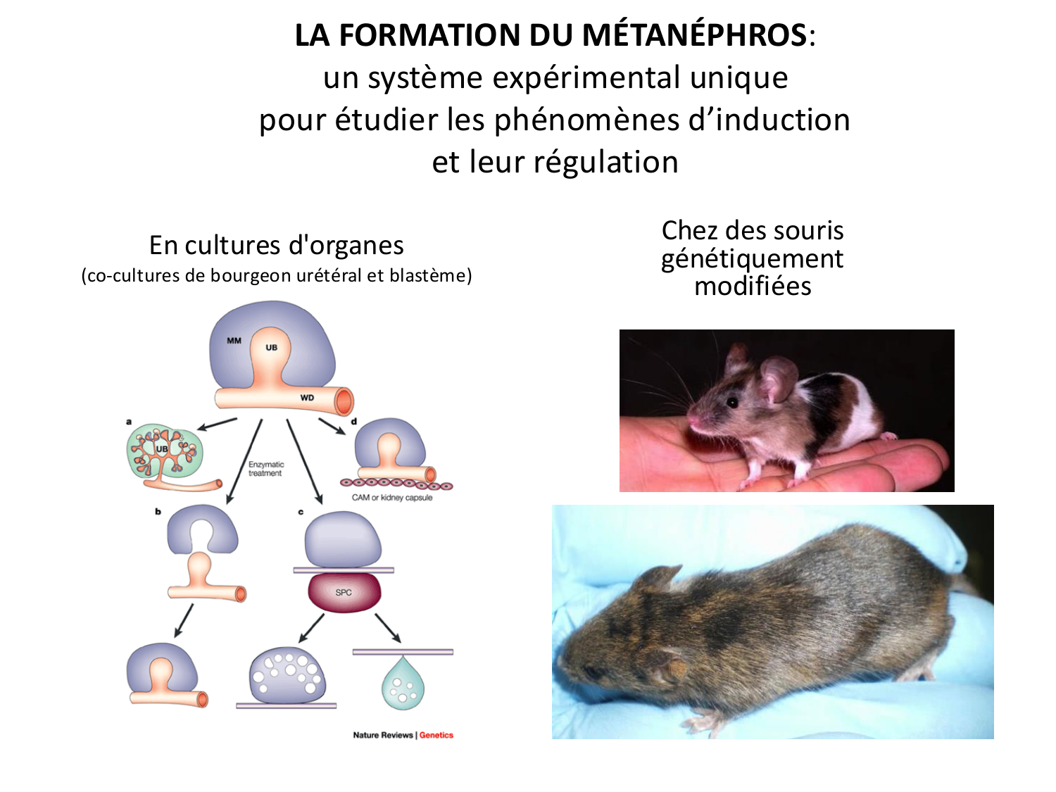 Développement du système urinaire page 41