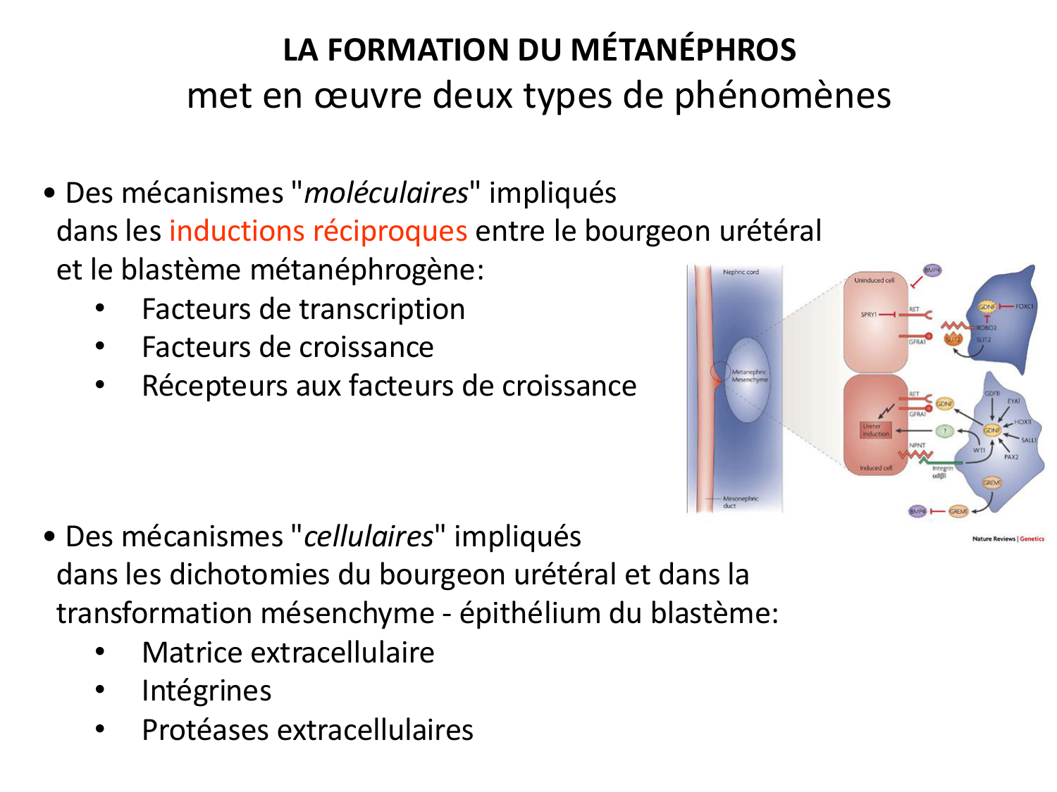 Développement du système urinaire page 43