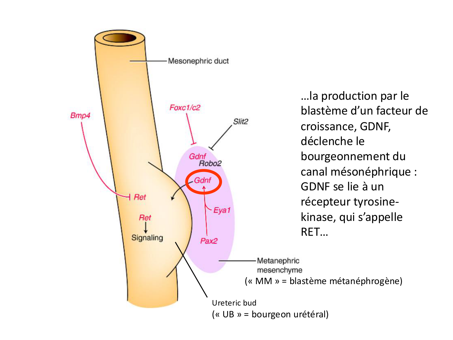 Développement du système urinaire page 44