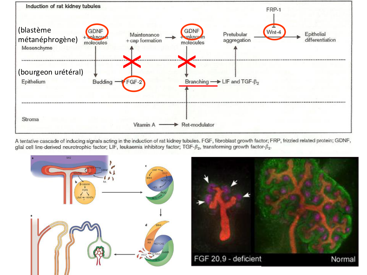 Développement du système urinaire page 46