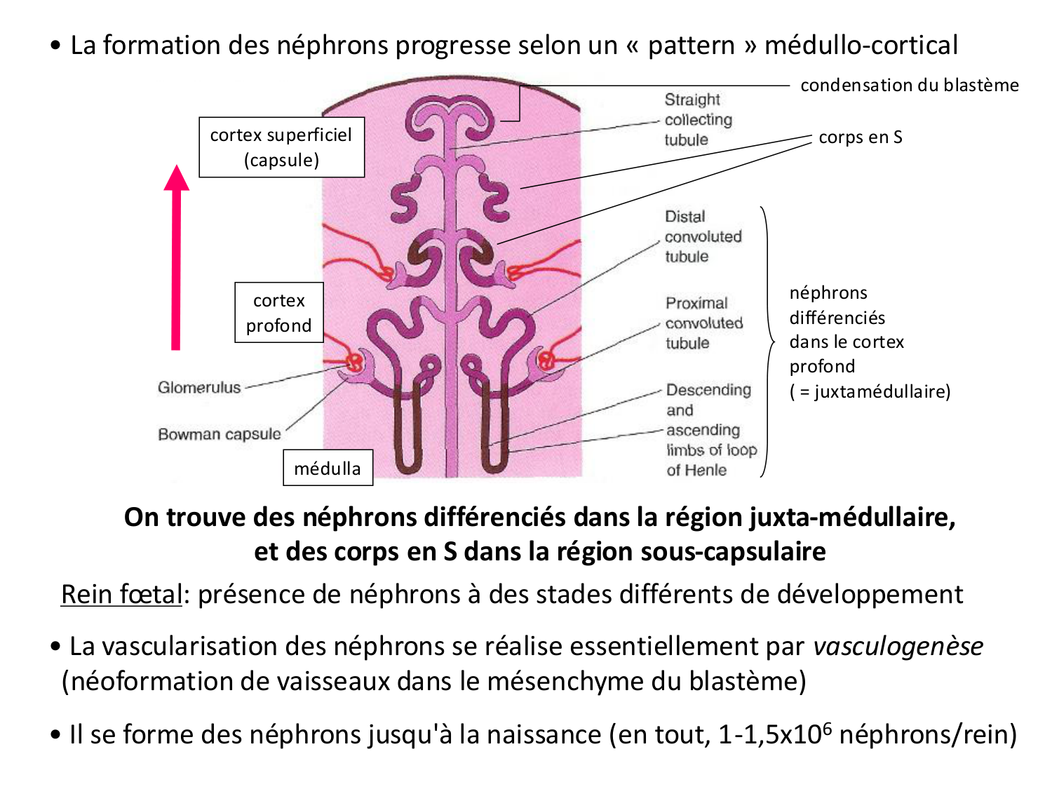 Développement du système urinaire page 48