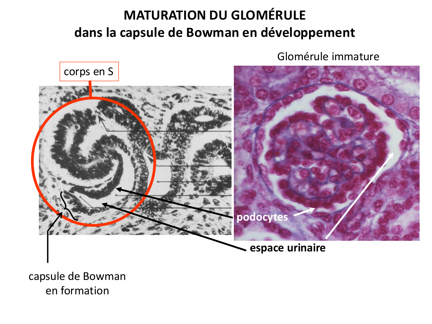 Développement du système urinaire page 51