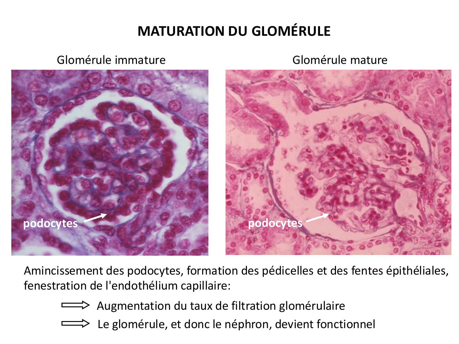 Développement du système urinaire page 52
