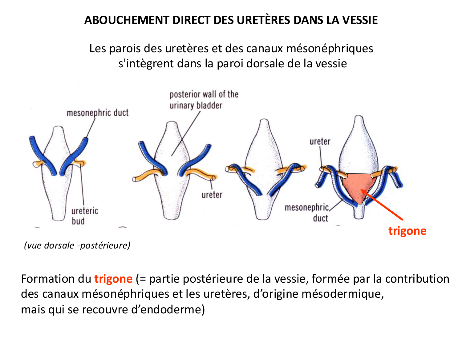 Développement du système urinaire page 58