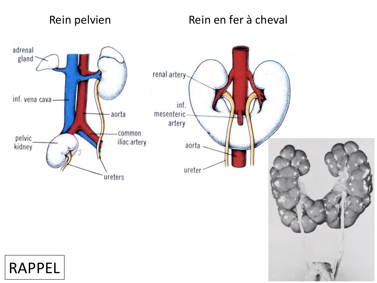 Développement du système urinaire page 64