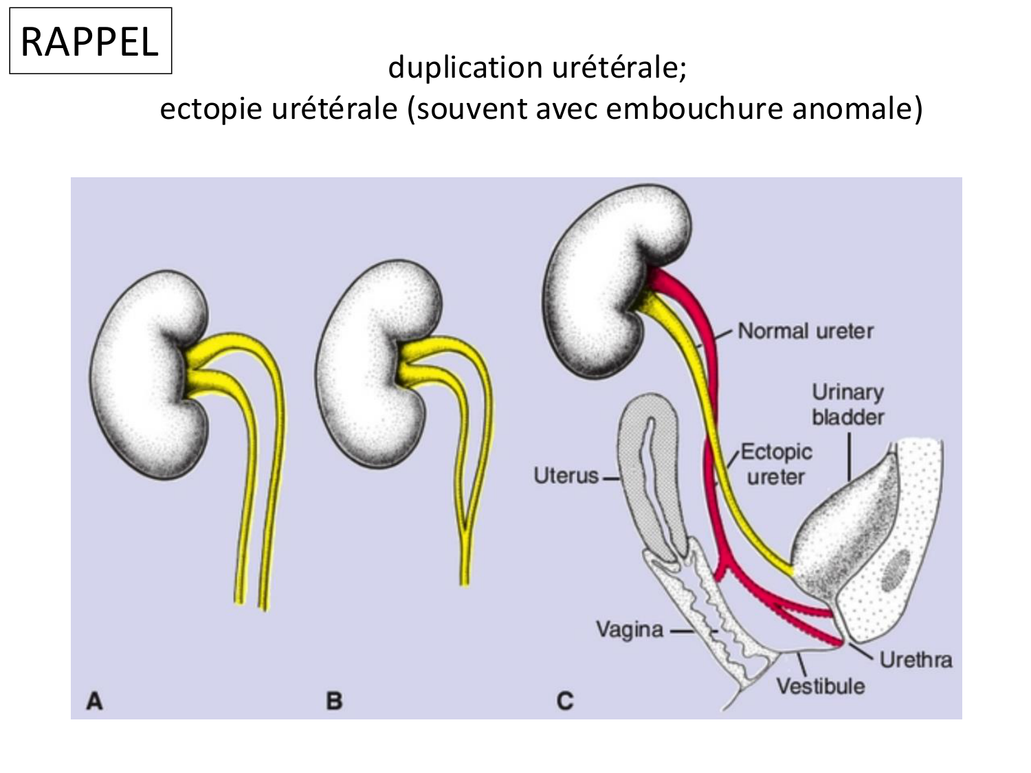Développement du système urinaire page 66