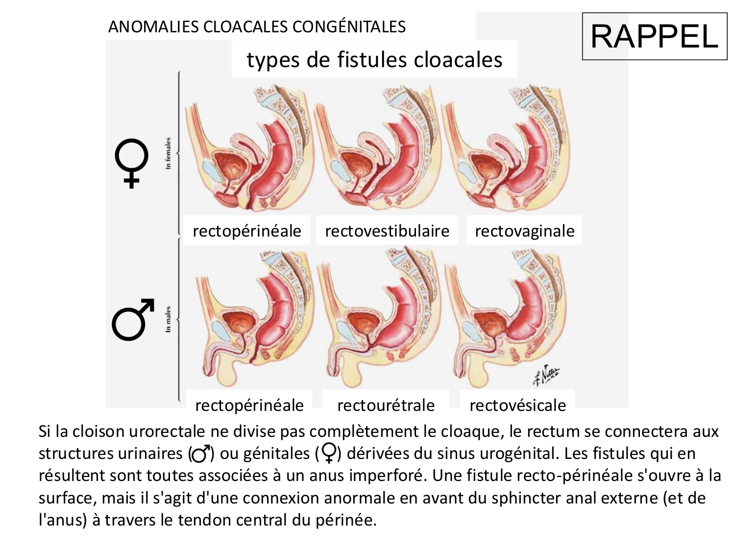 Développement du système urinaire page 71