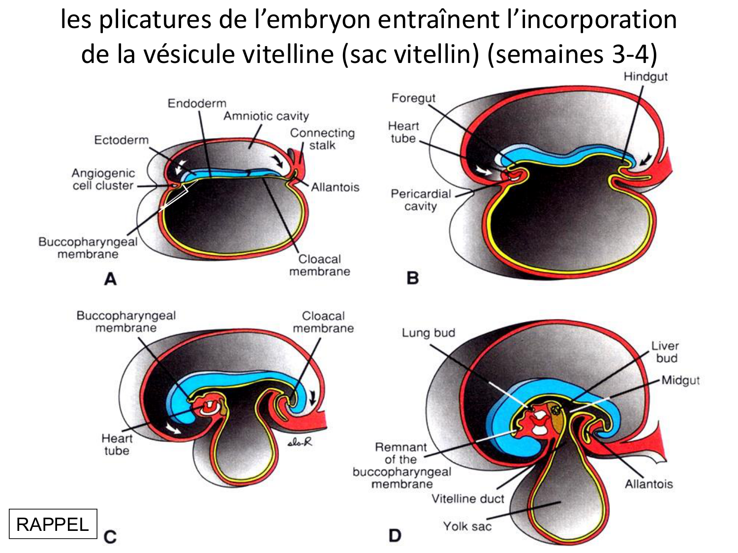 Développement du système digestif page 3