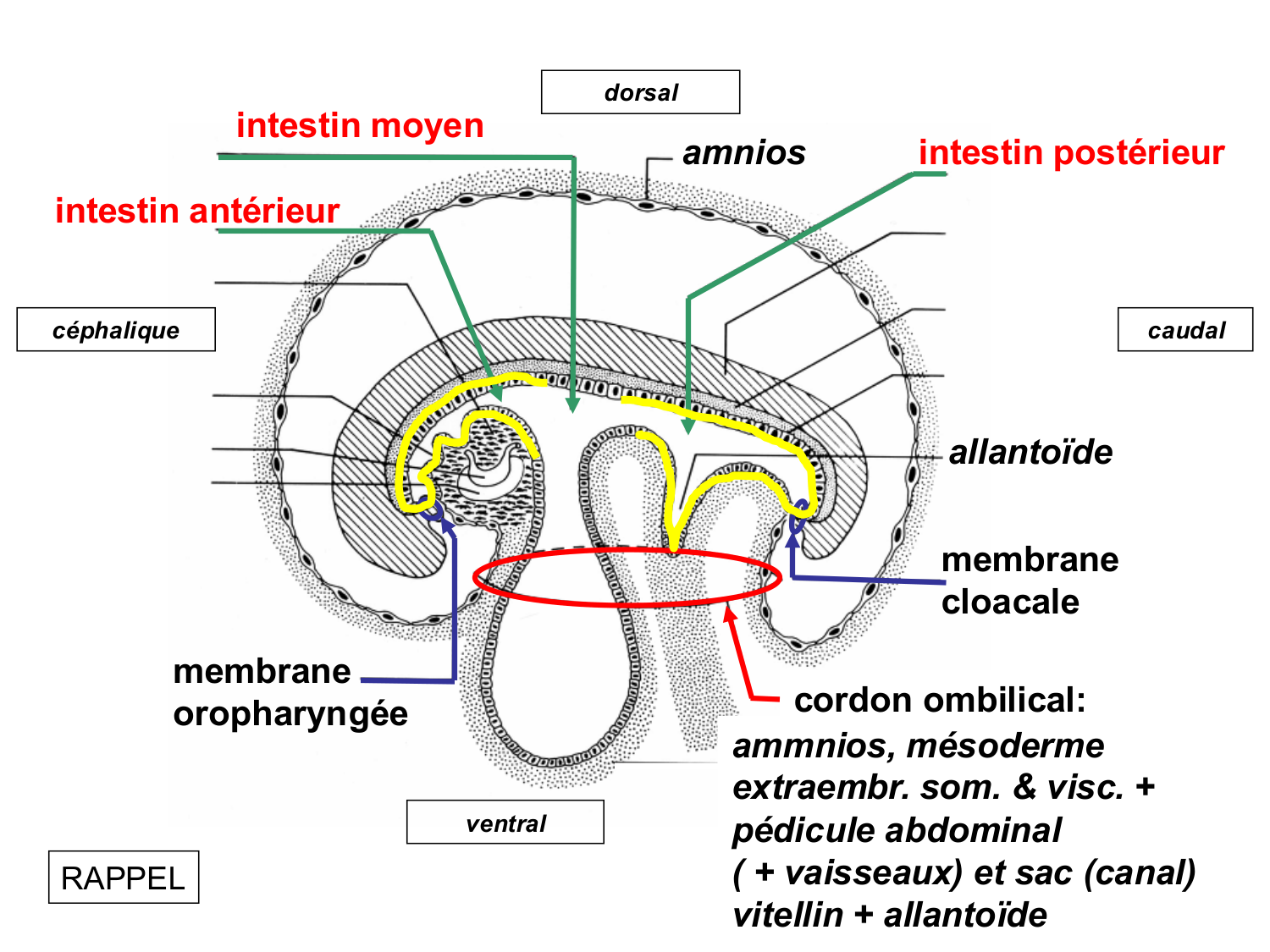 Développement du système digestif page 4