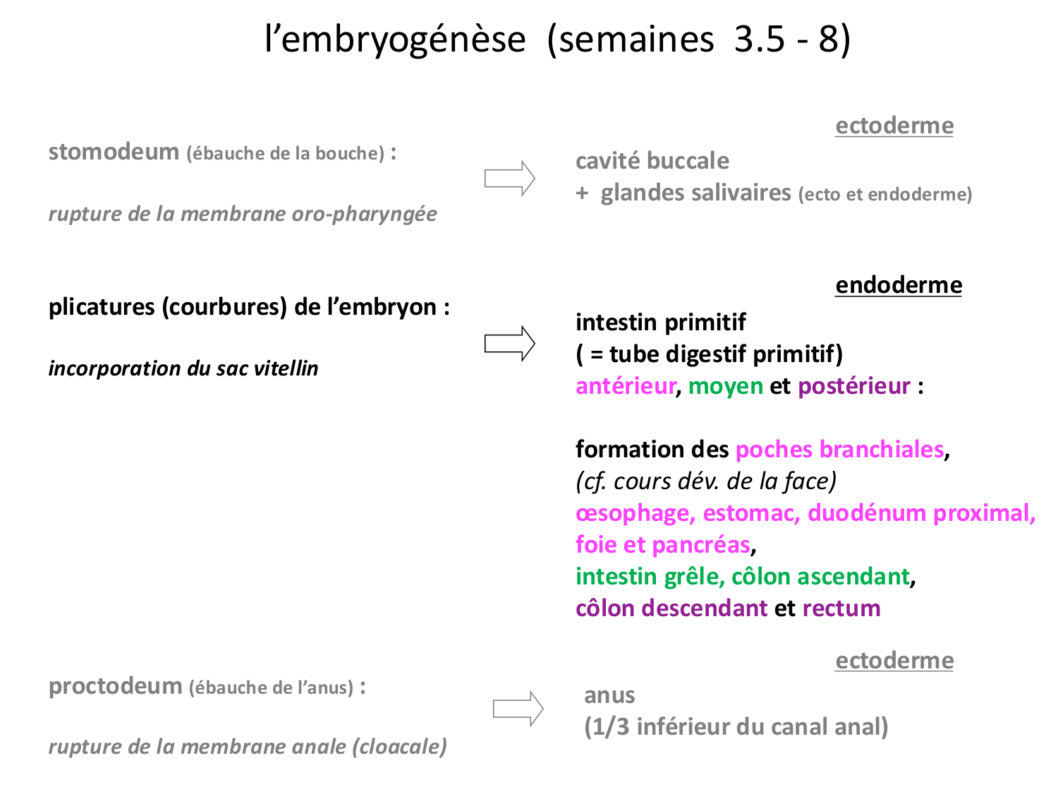 Développement du système digestif page 5