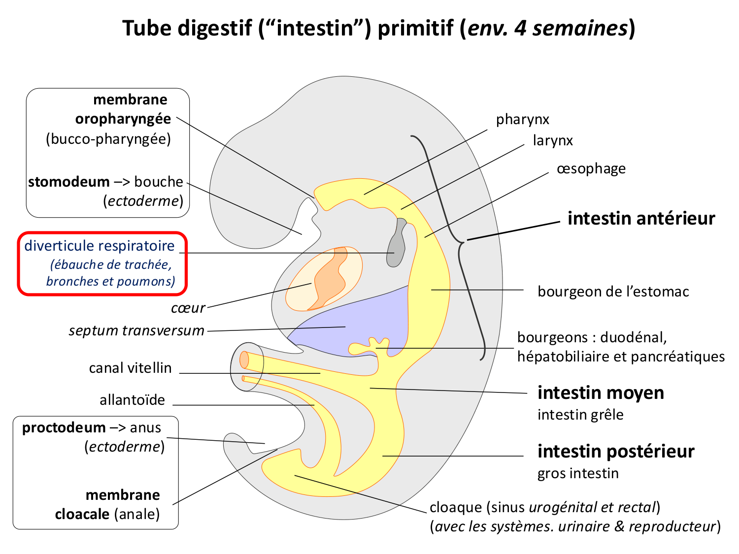 Développement du système digestif page 6