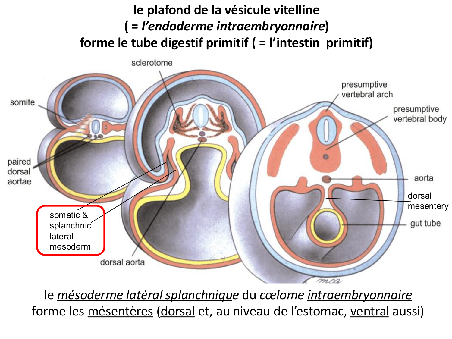 Développement du système digestif page 7