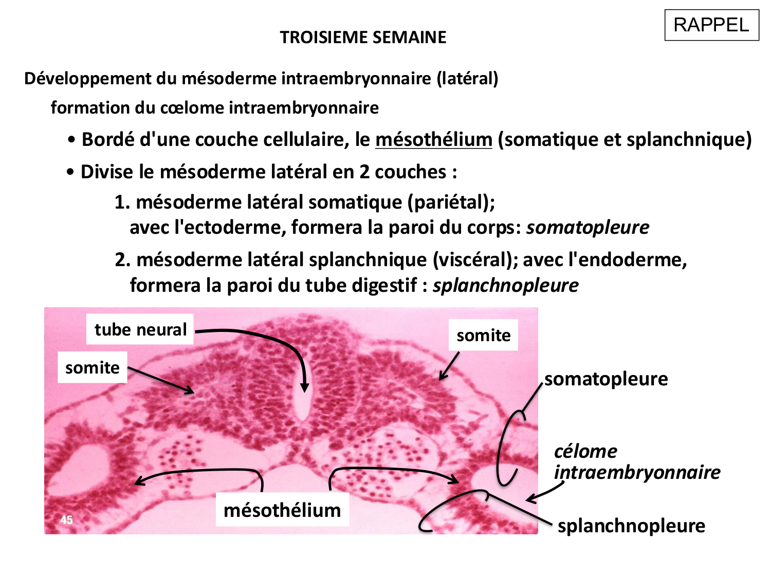 Développement du système digestif page 8