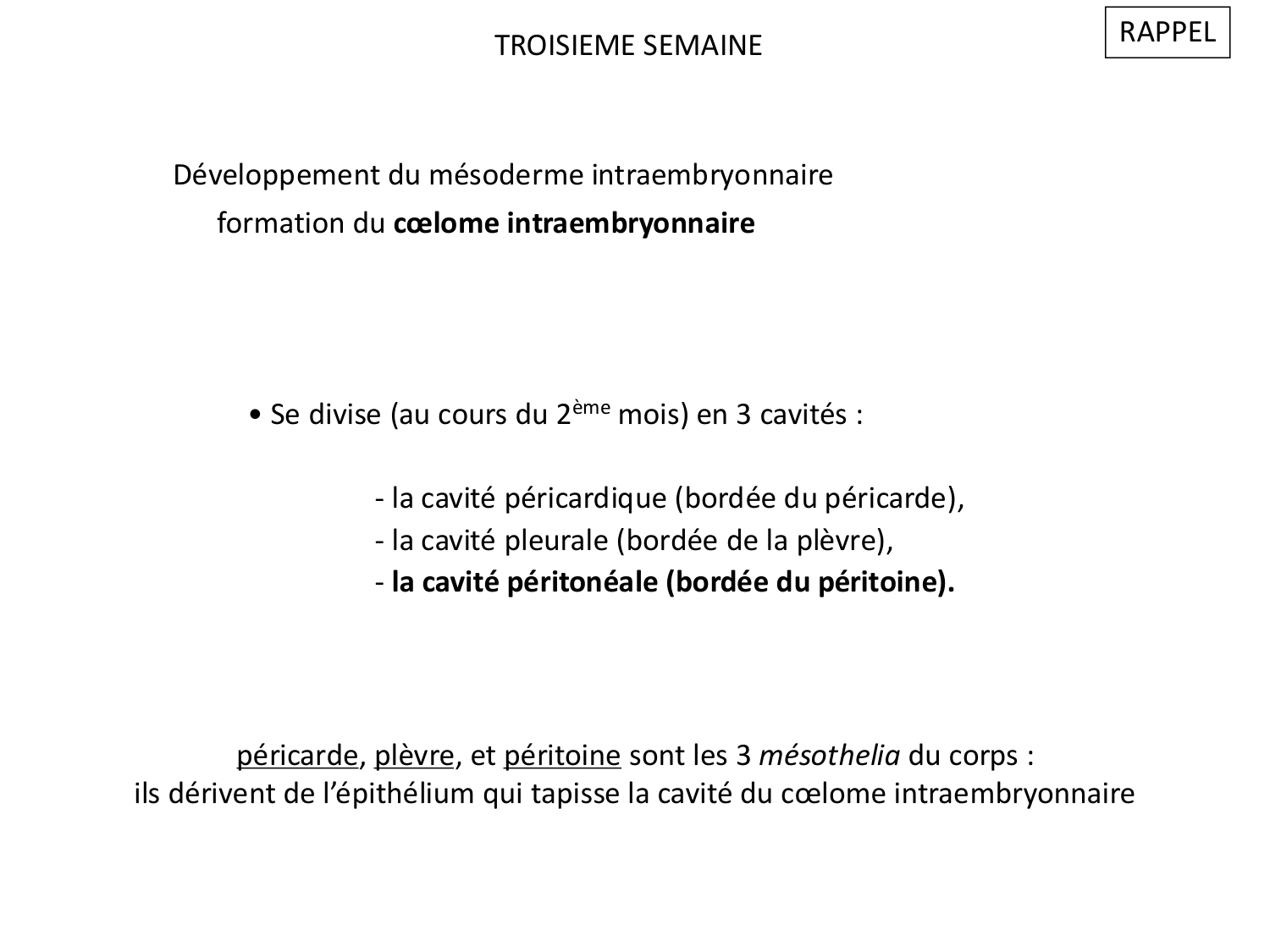 Développement du système digestif page 9