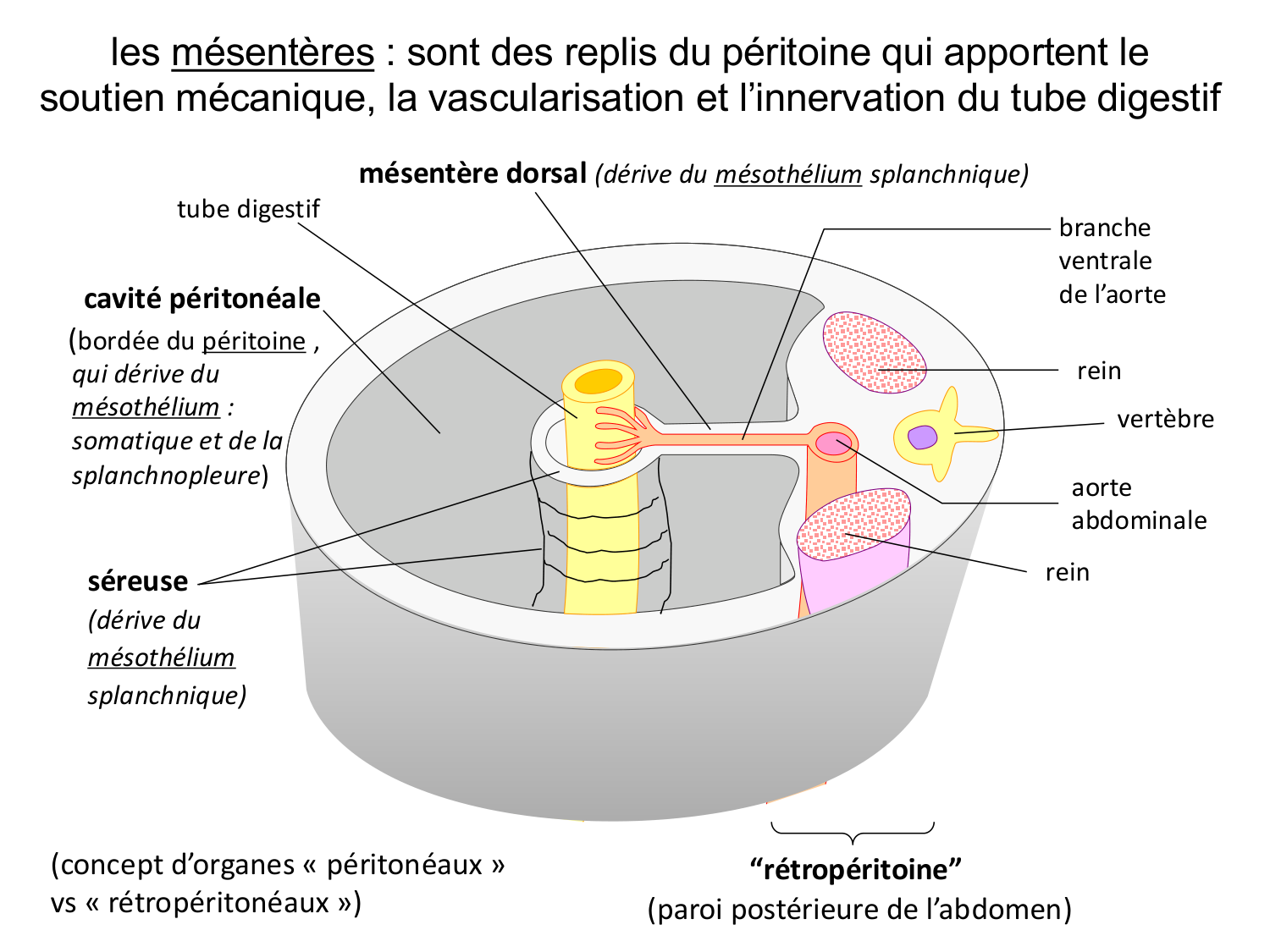 Développement du système digestif page 10