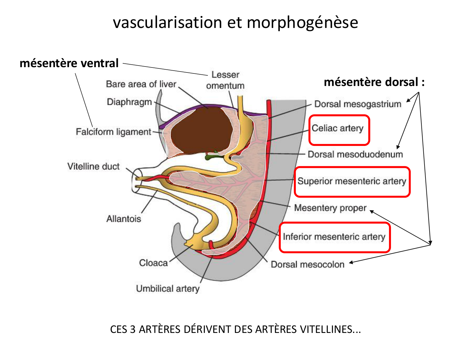Développement du système digestif page 11