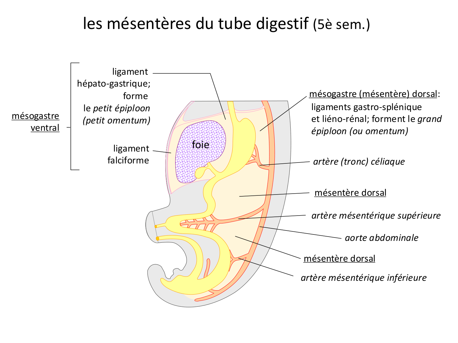 Développement du système digestif page 13