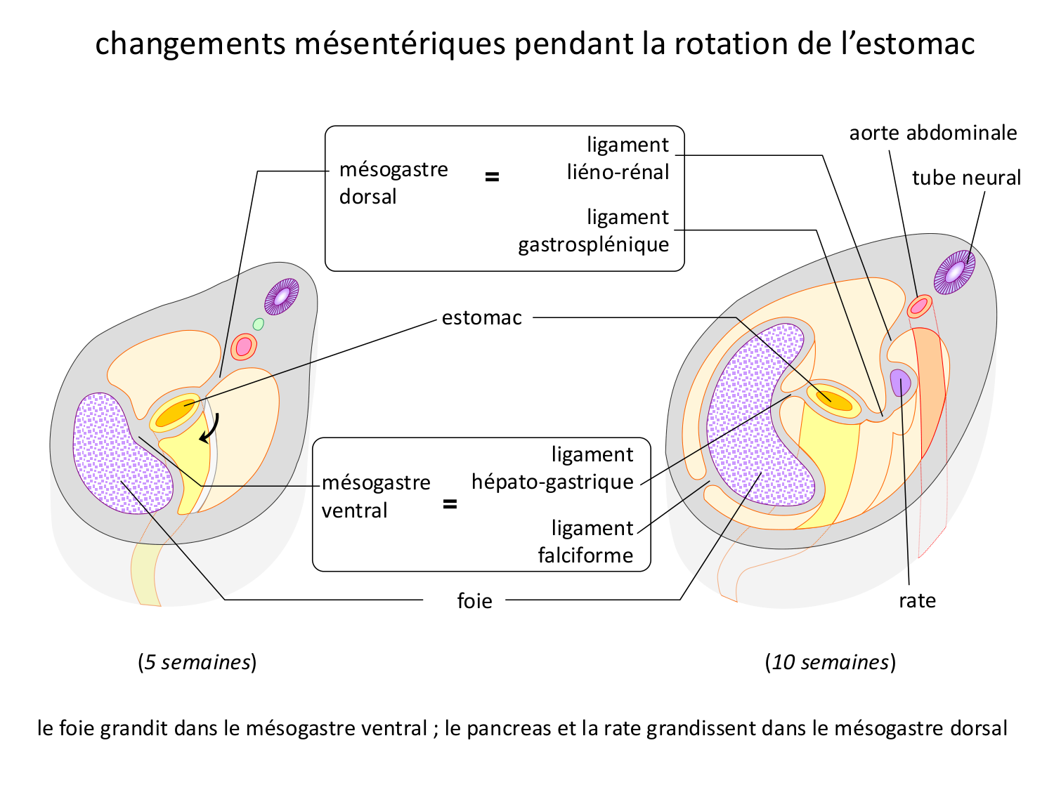 Développement du système digestif page 15