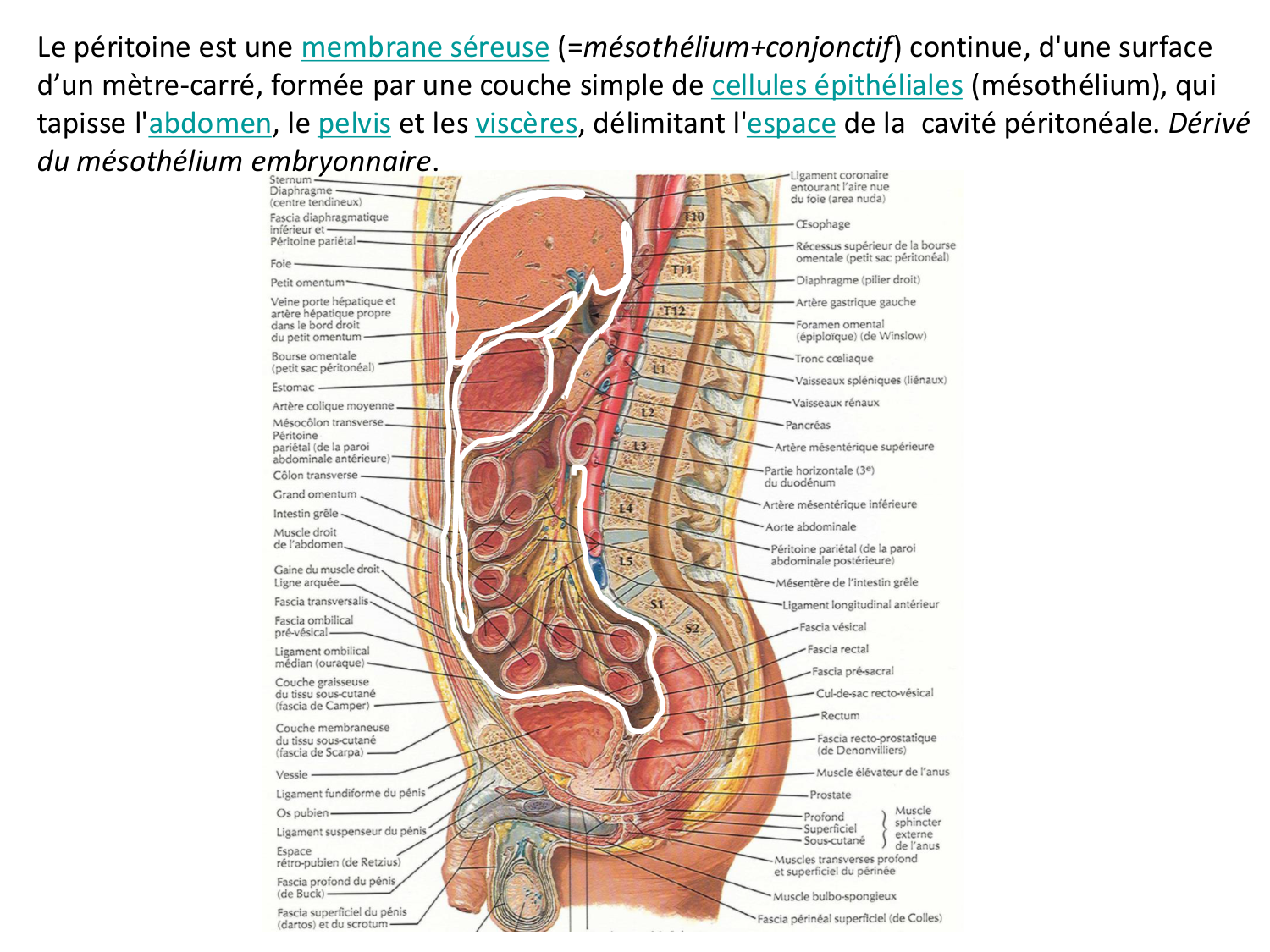 Développement du système digestif page 21