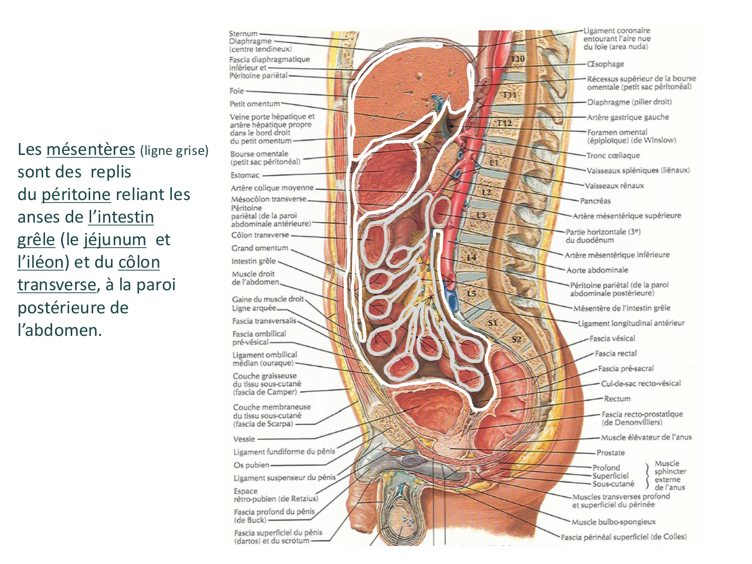 Développement du système digestif page 22