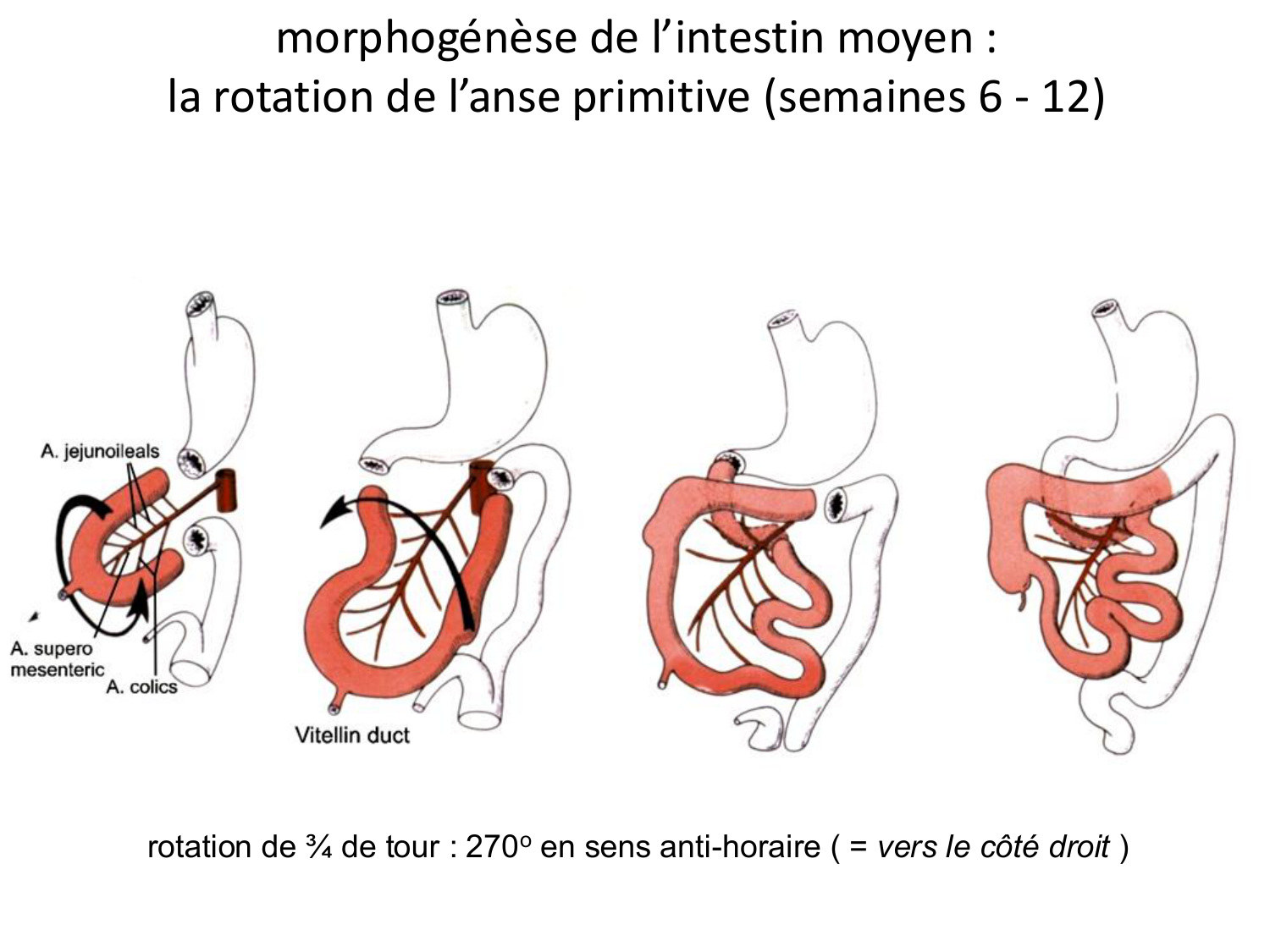 Développement du système digestif page 23