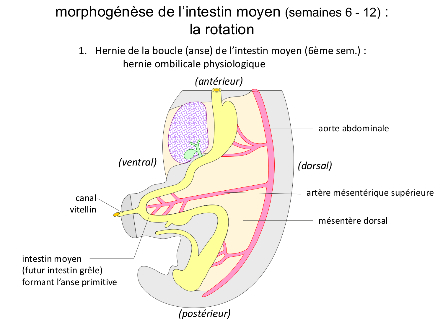 Développement du système digestif page 24