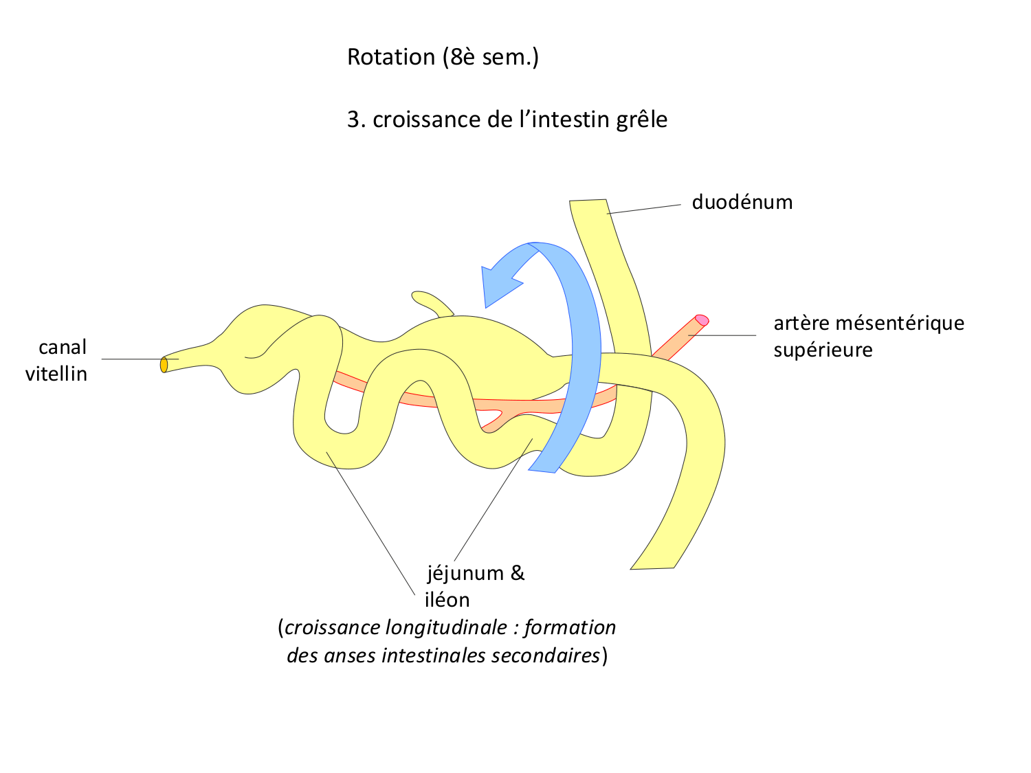 Développement du système digestif page 26