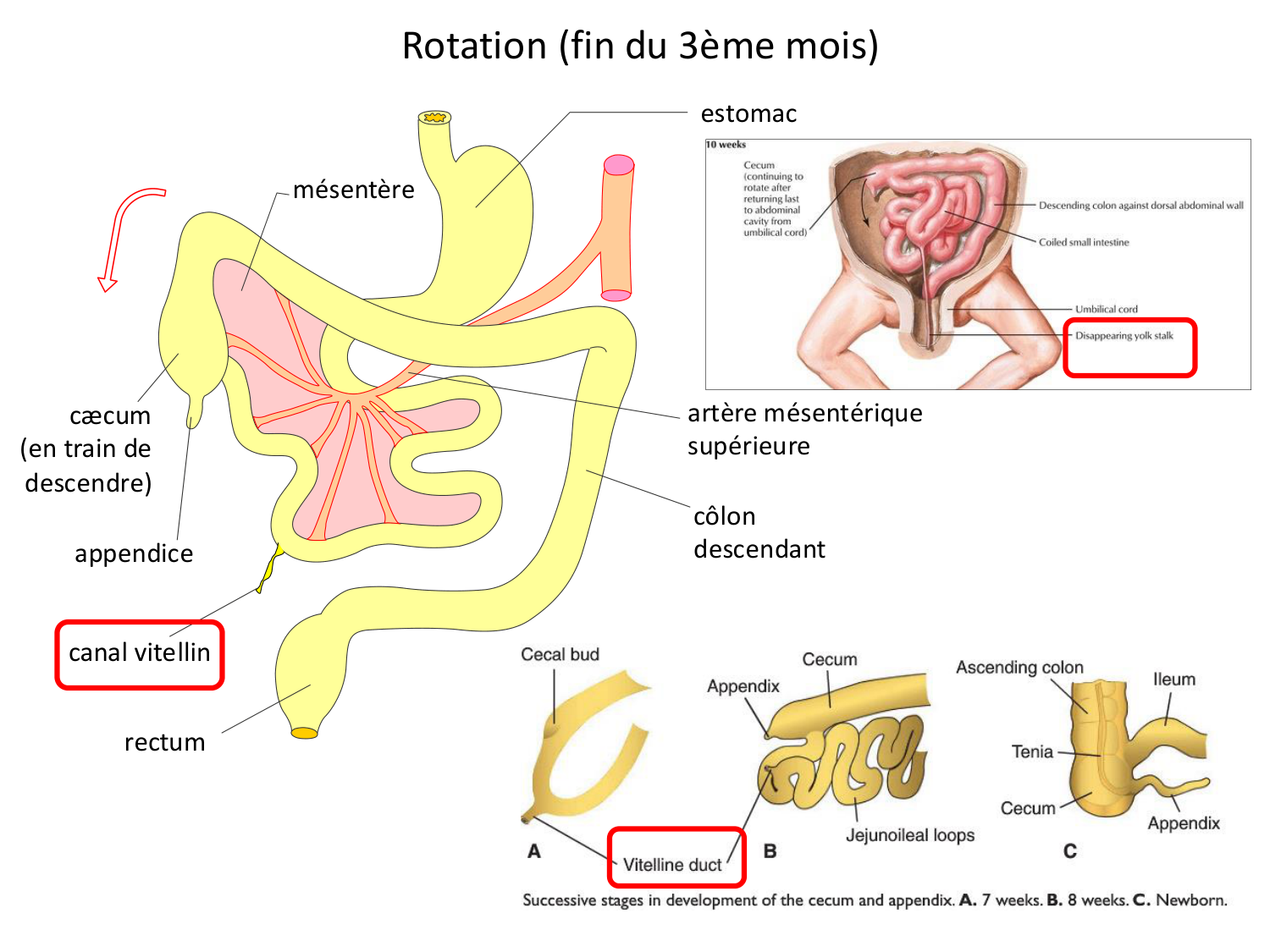 Développement du système digestif page 28