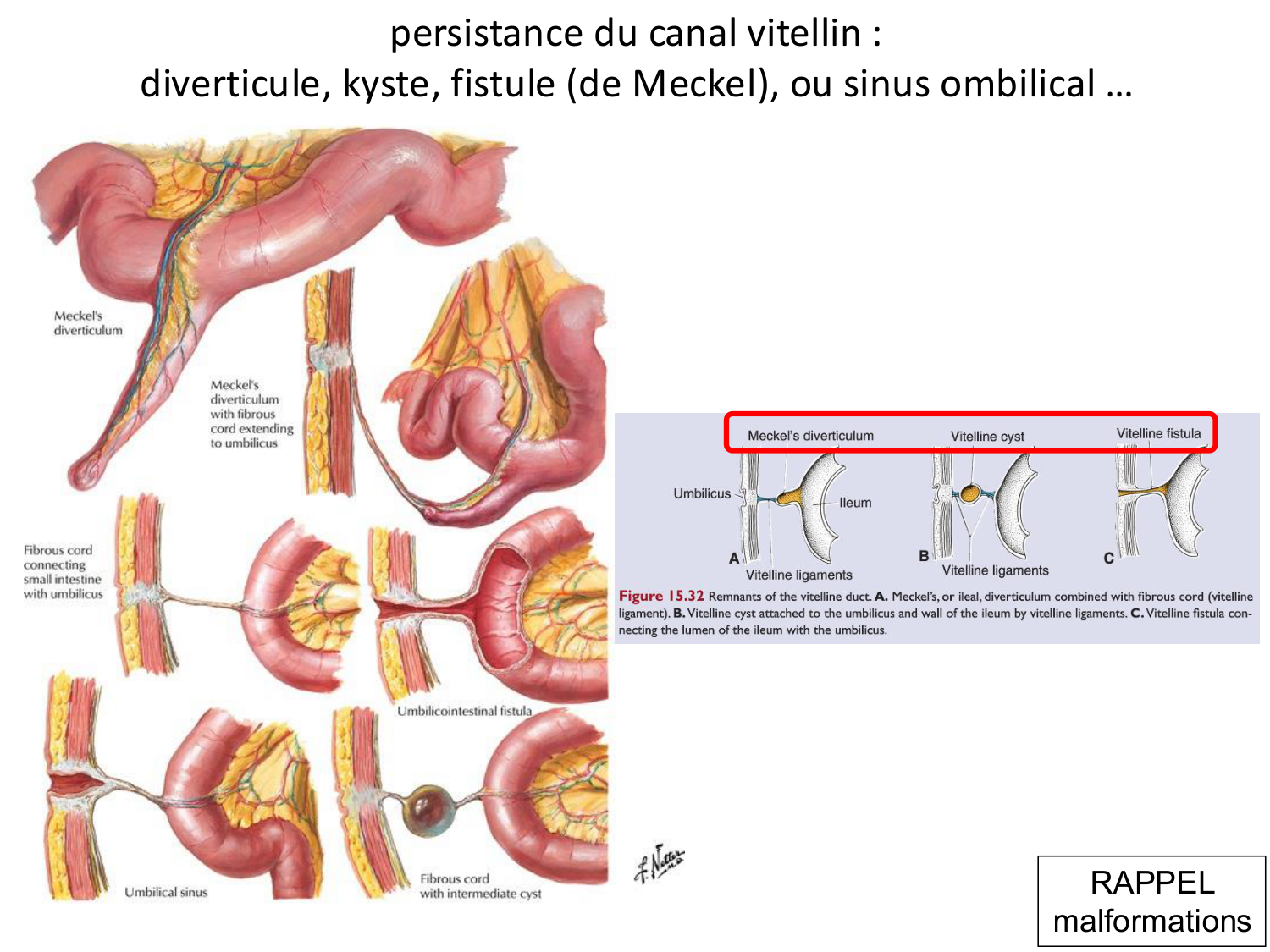 Développement du système digestif page 29