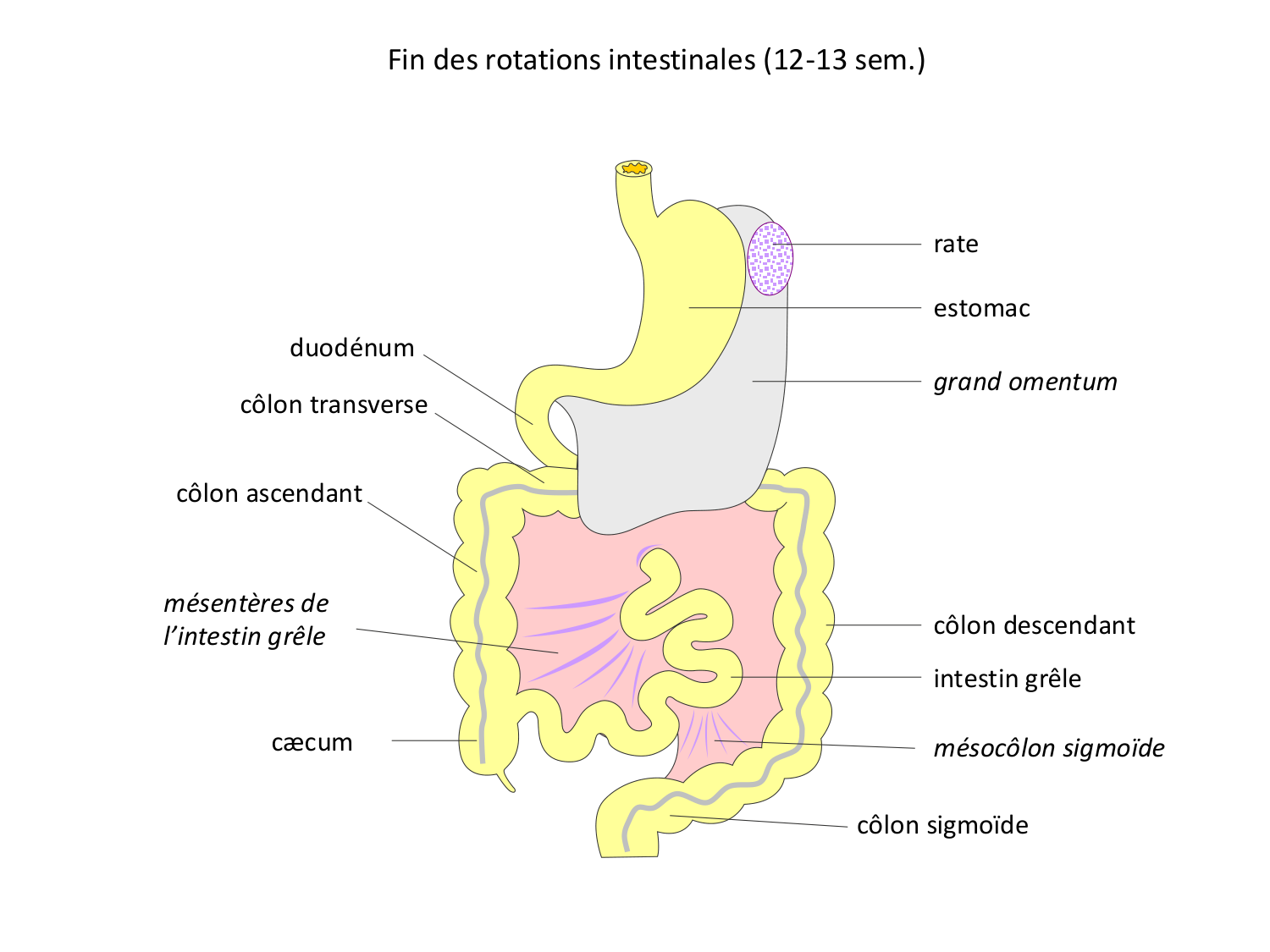 Développement du système digestif page 30
