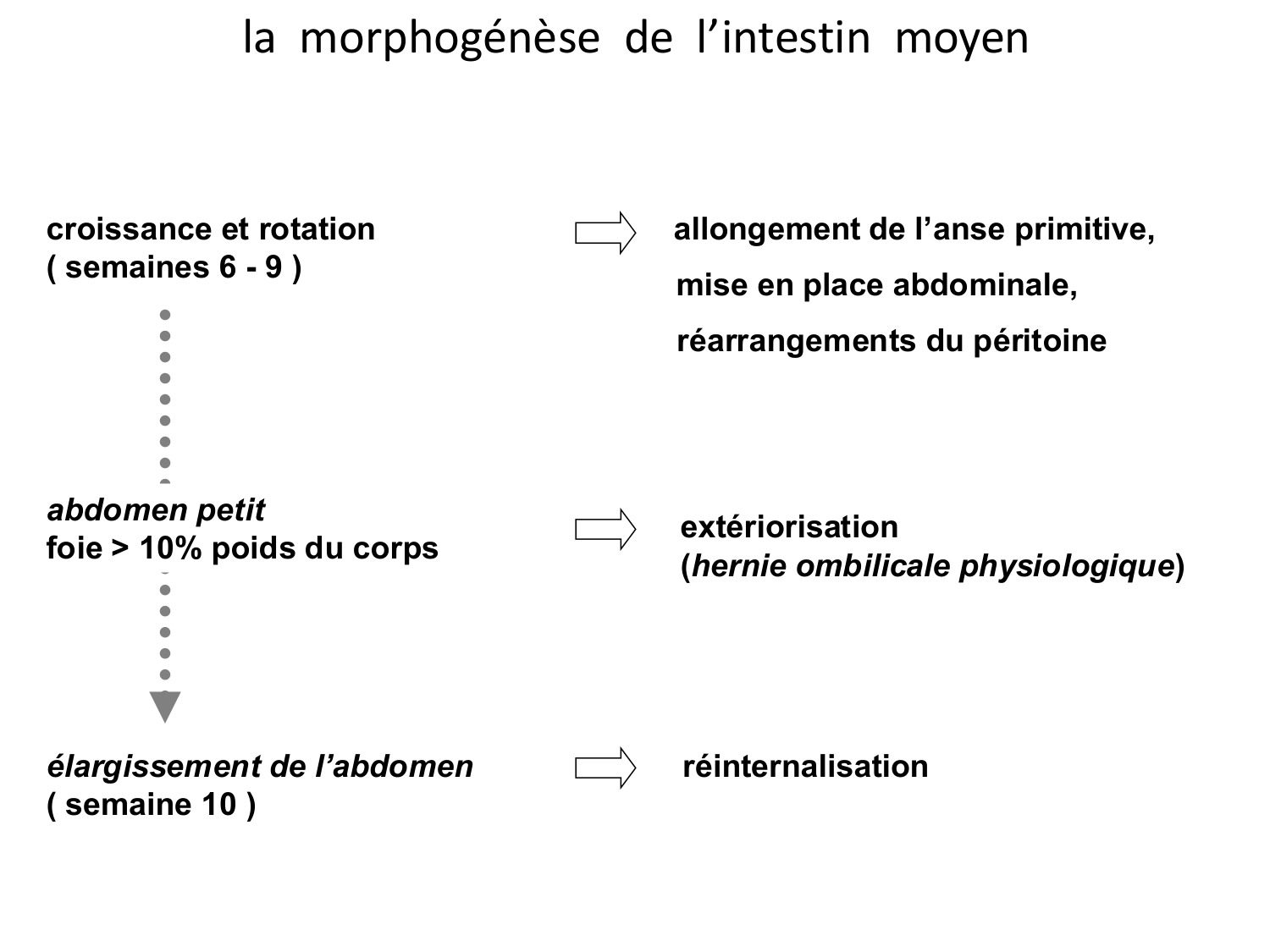Développement du système digestif page 31