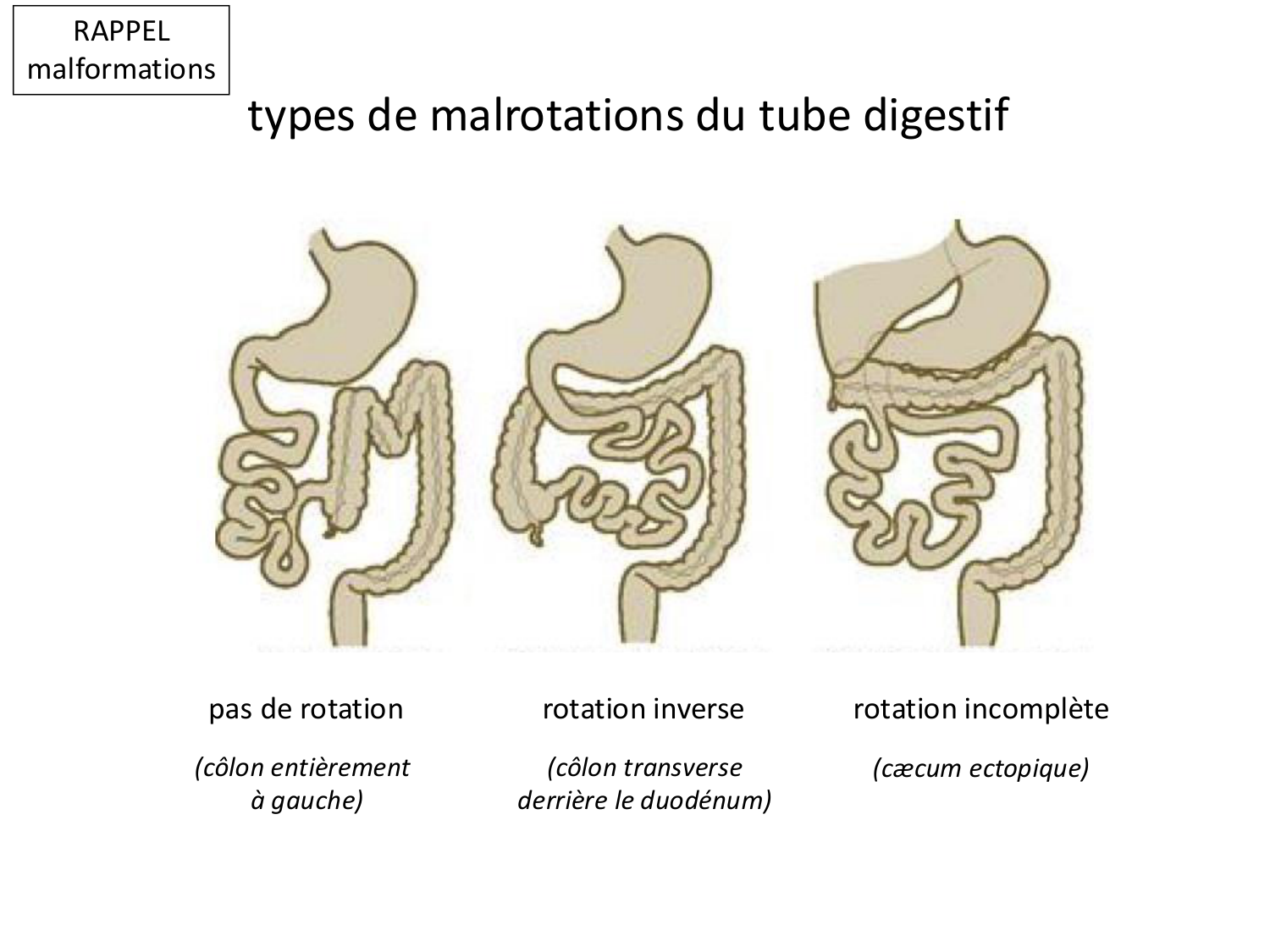 Développement du système digestif page 34
