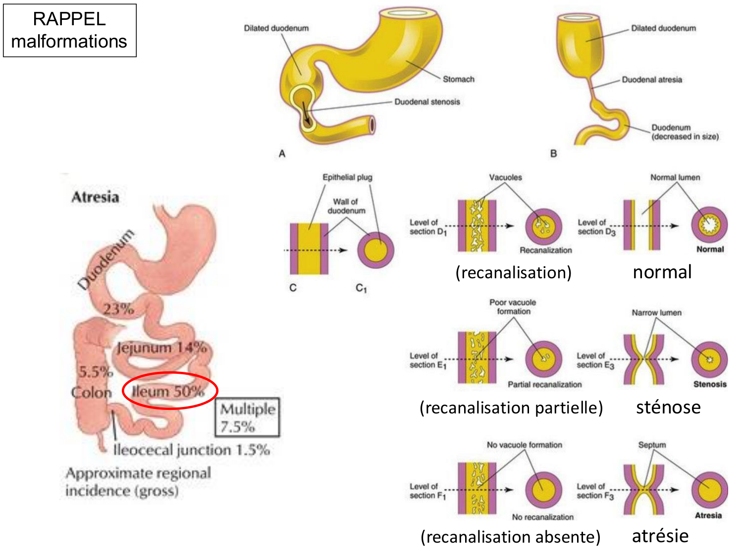 Développement du système digestif page 38