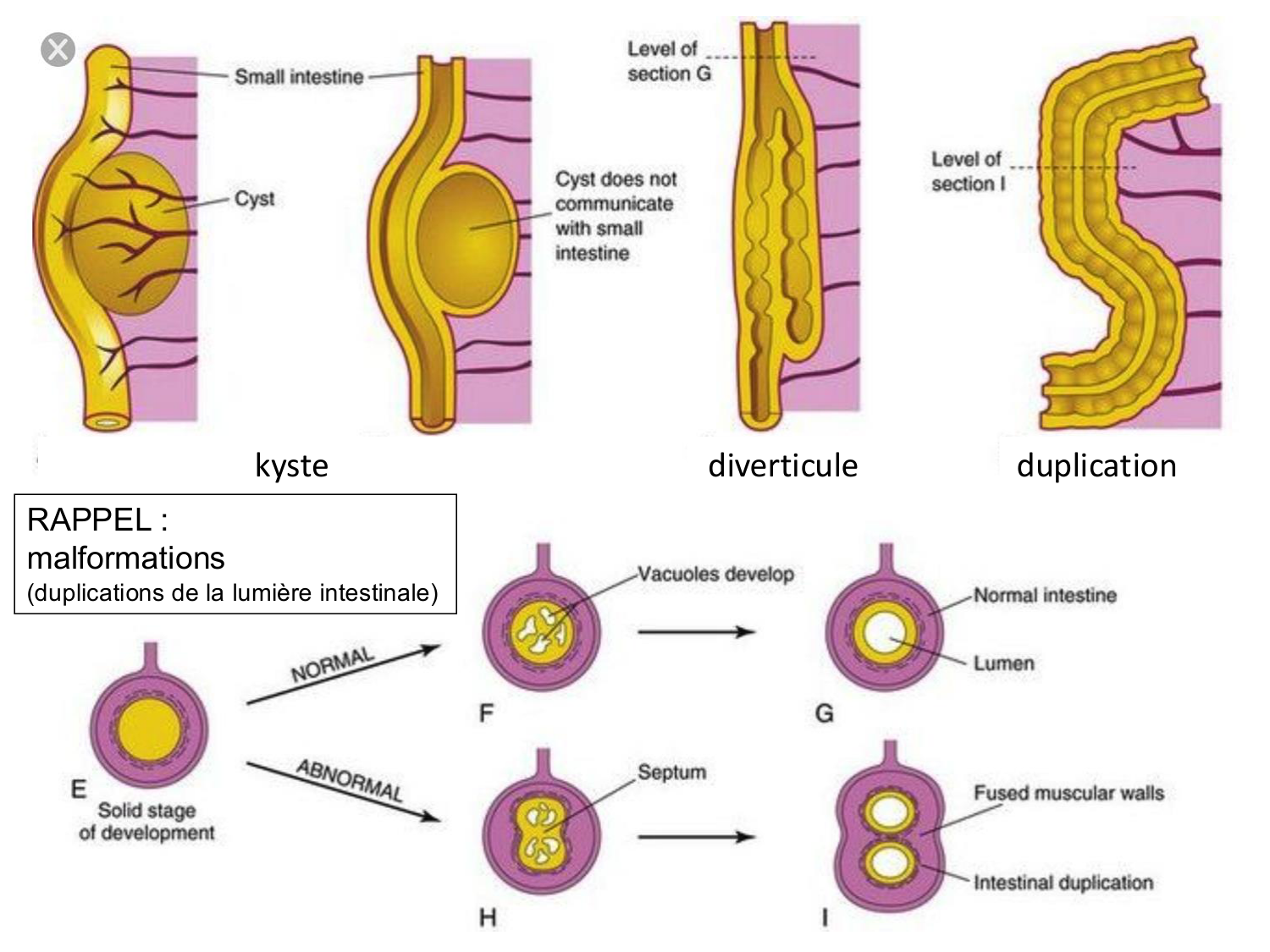 Développement du système digestif page 39