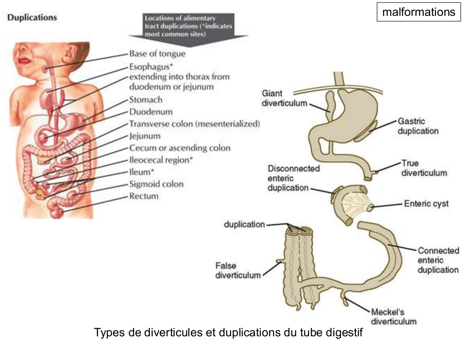 Développement du système digestif page 40