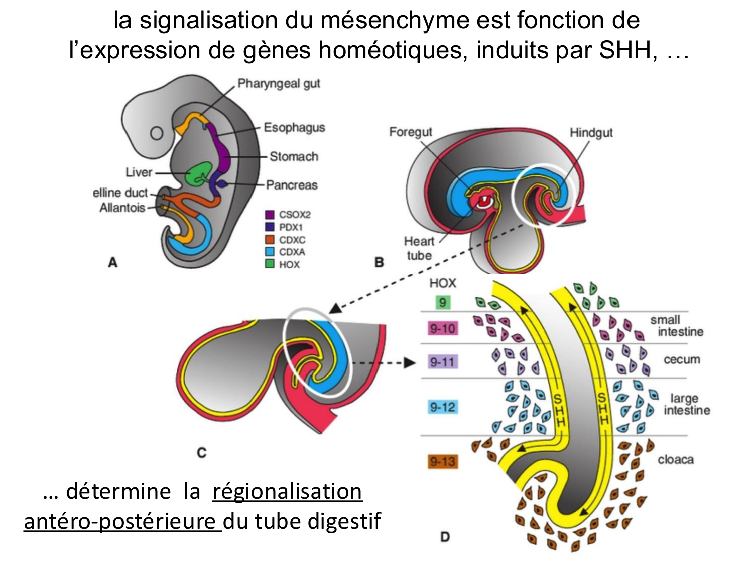 Développement du système digestif page 41