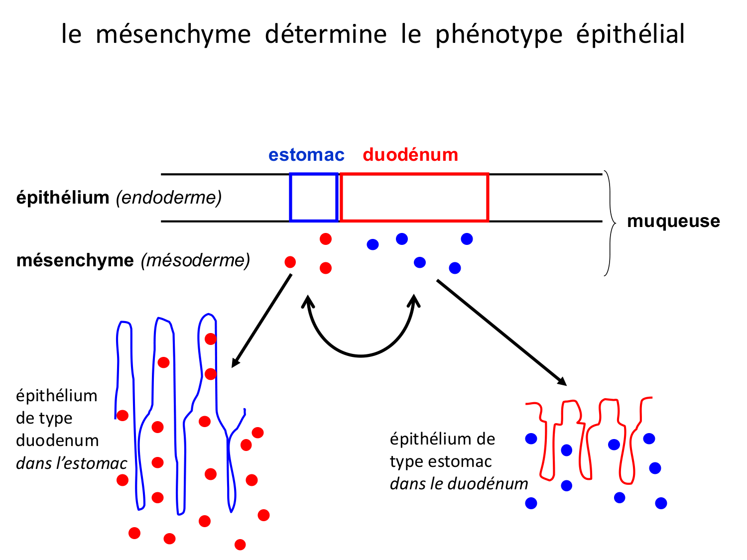 Développement du système digestif page 43