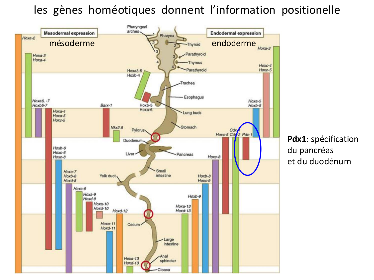 Développement du système digestif page 44