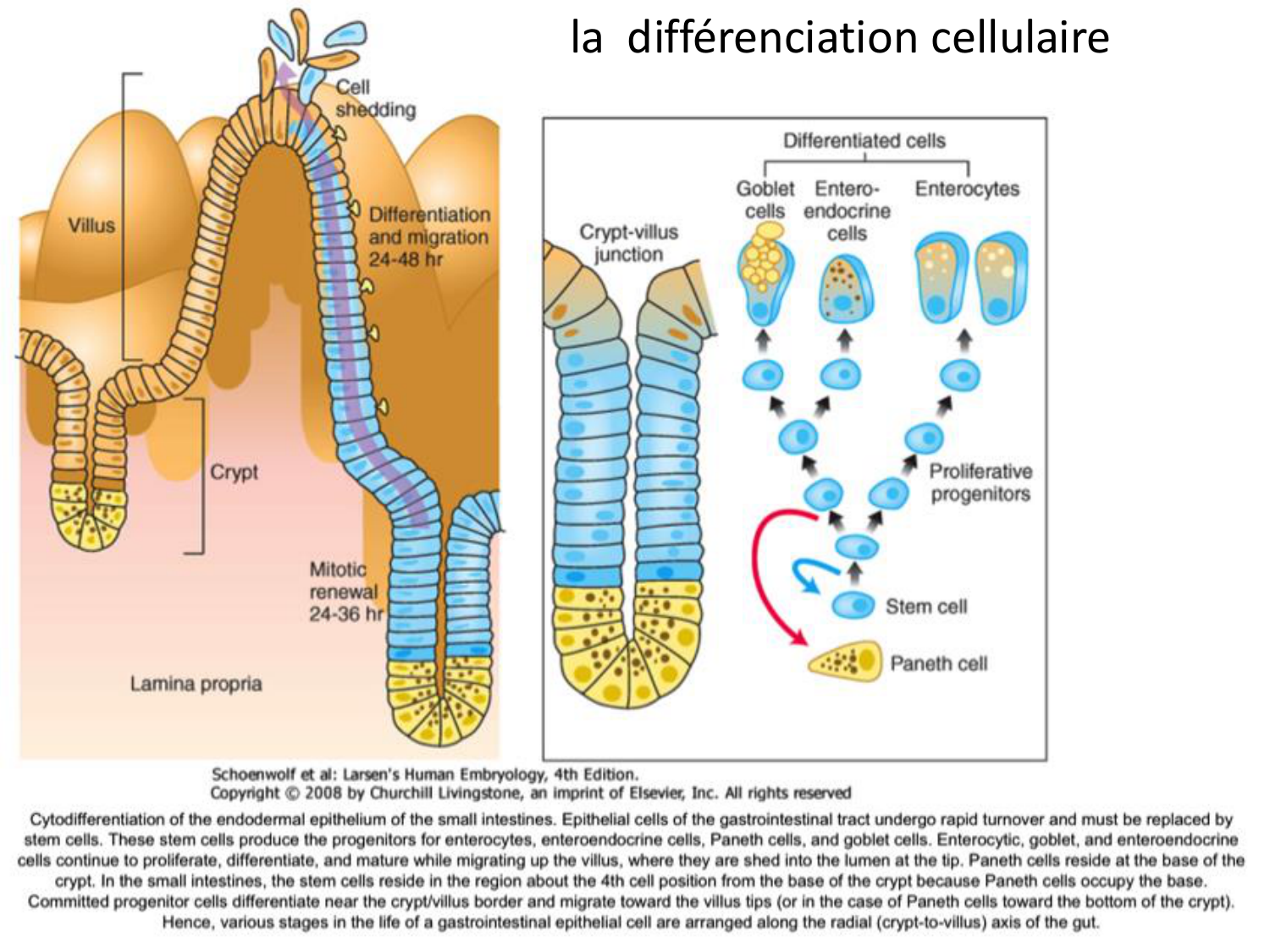 Développement du système digestif page 46