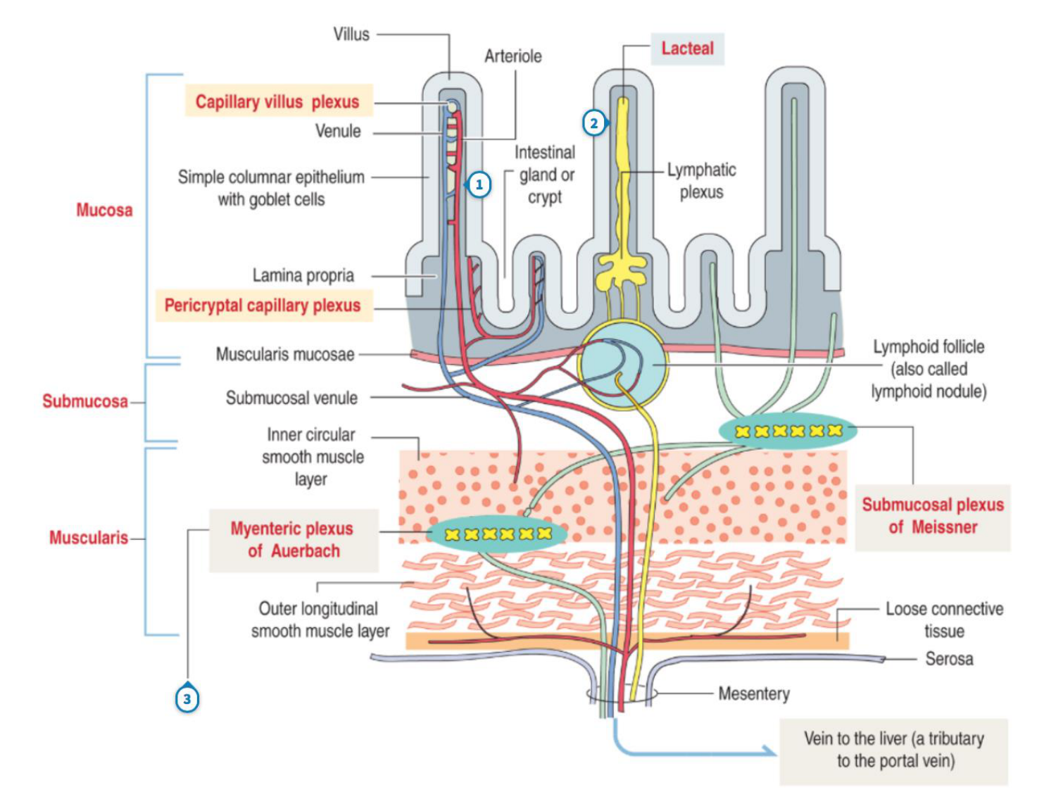 Développement du système digestif page 48