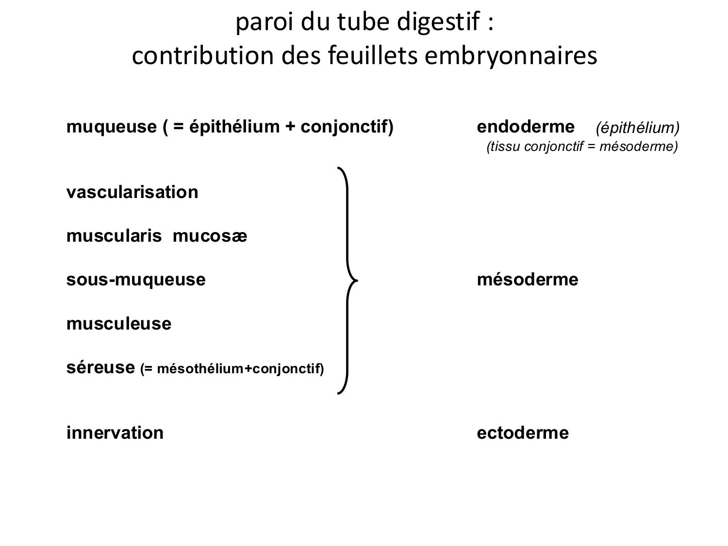 Développement du système digestif page 50