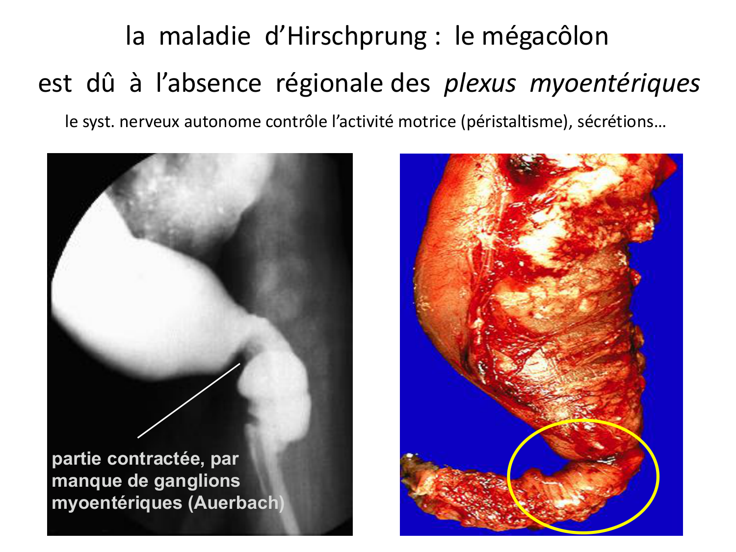Développement du système digestif page 53