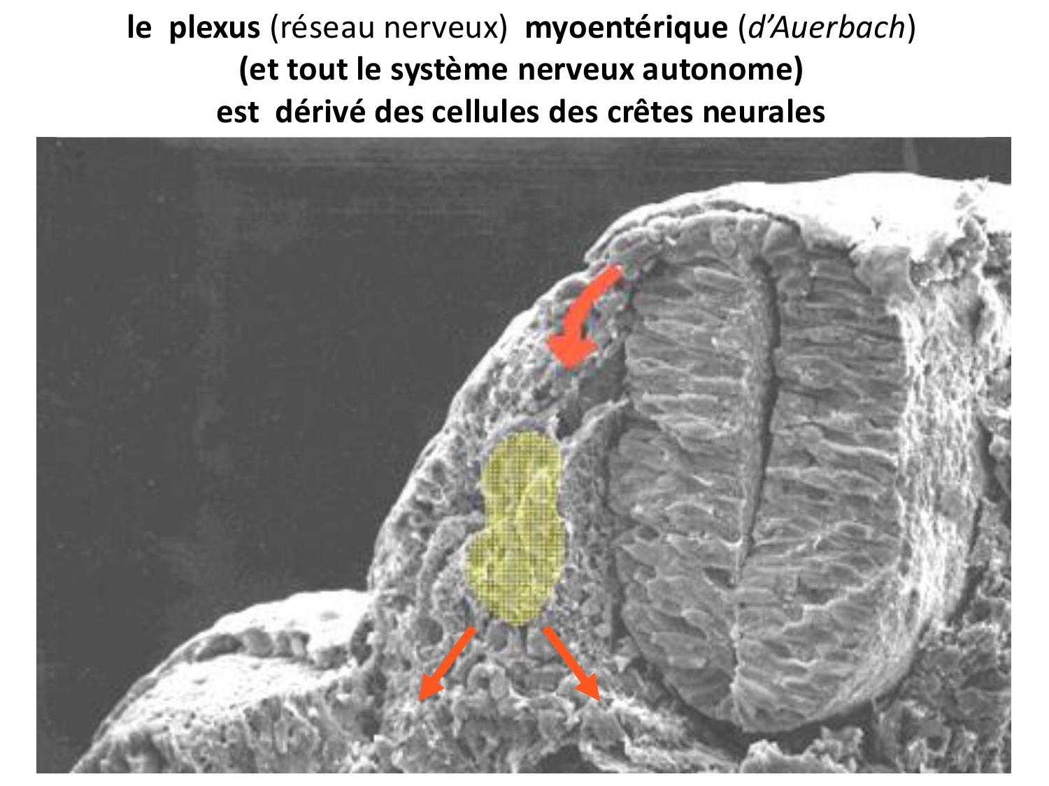 Développement du système digestif page 54