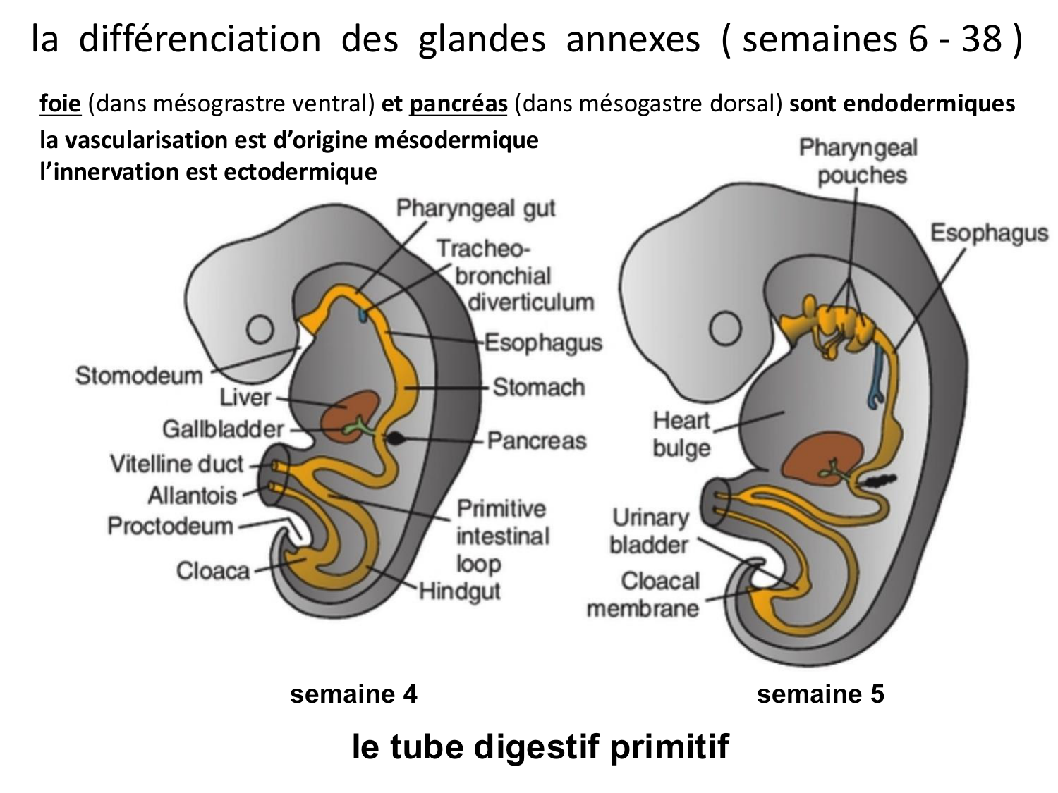Développement du système digestif page 62