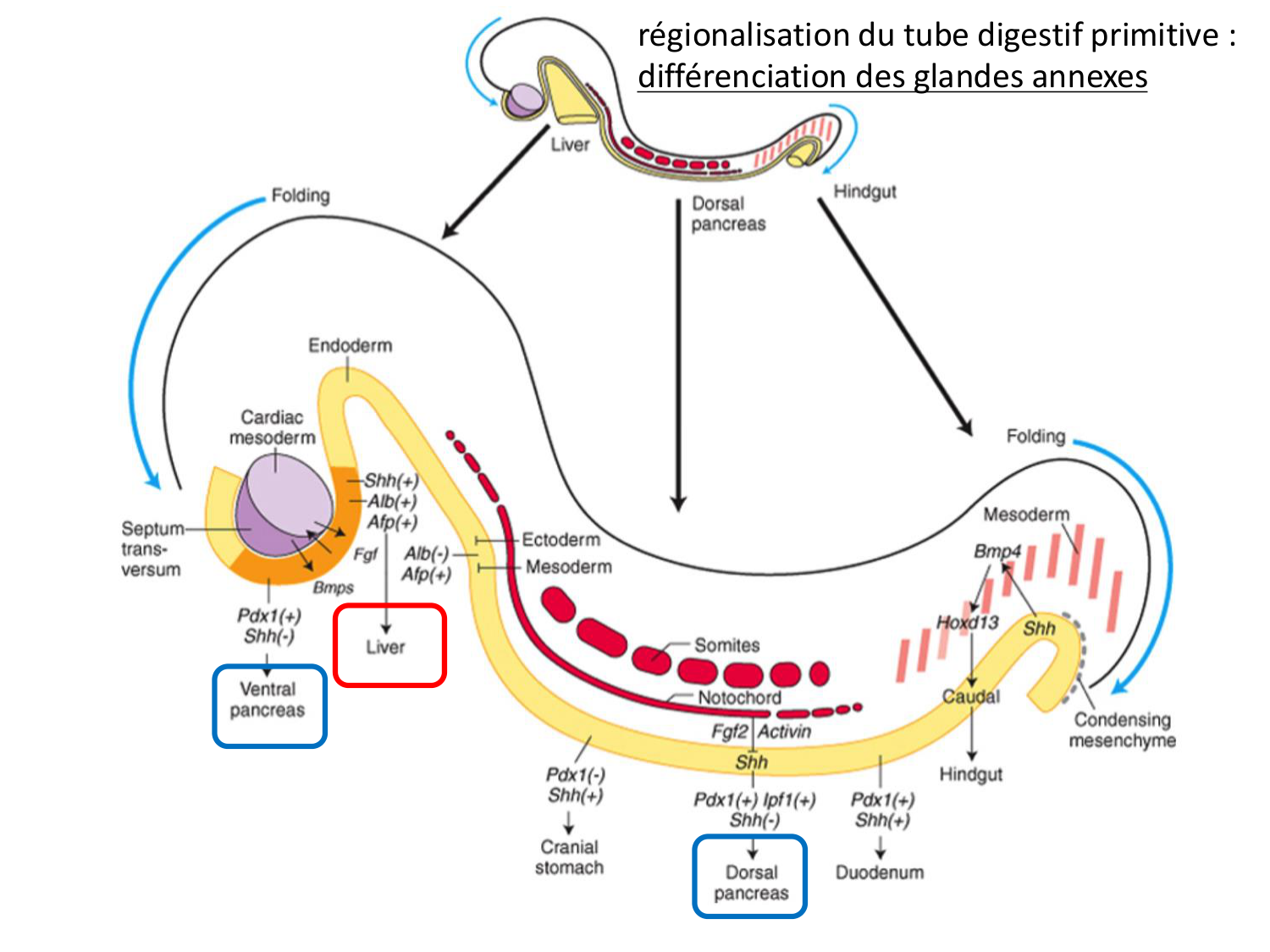 Développement du système digestif page 63