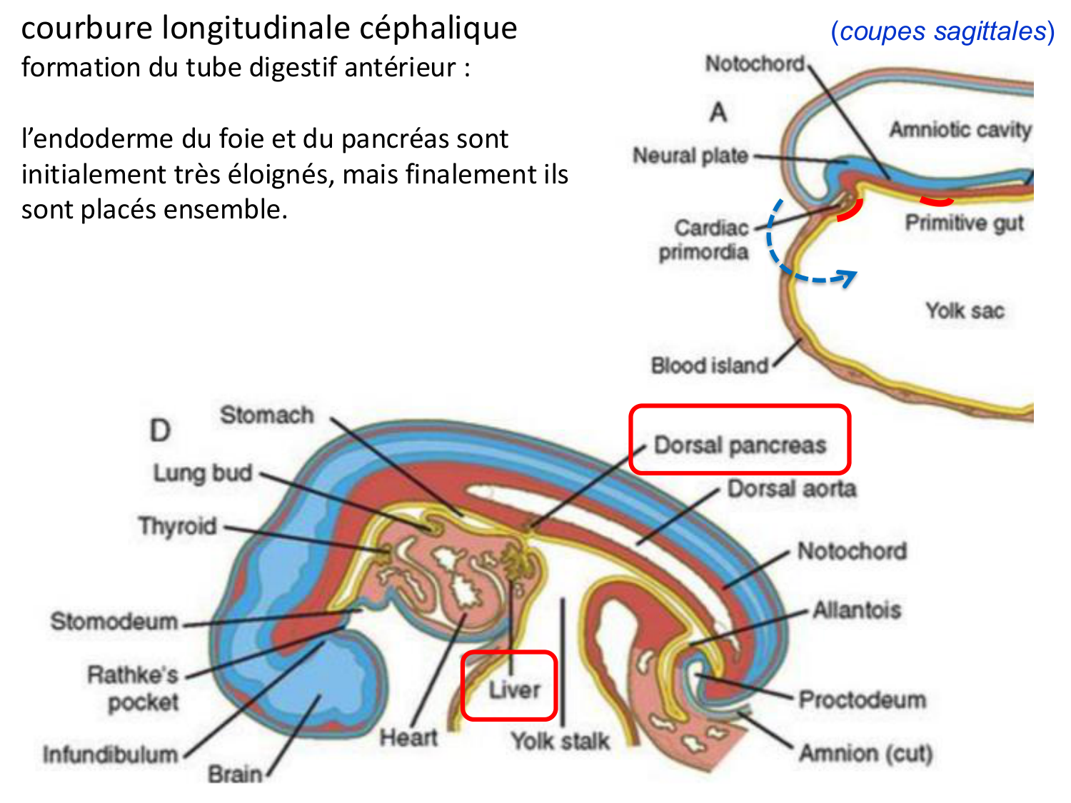 Développement du système digestif page 64