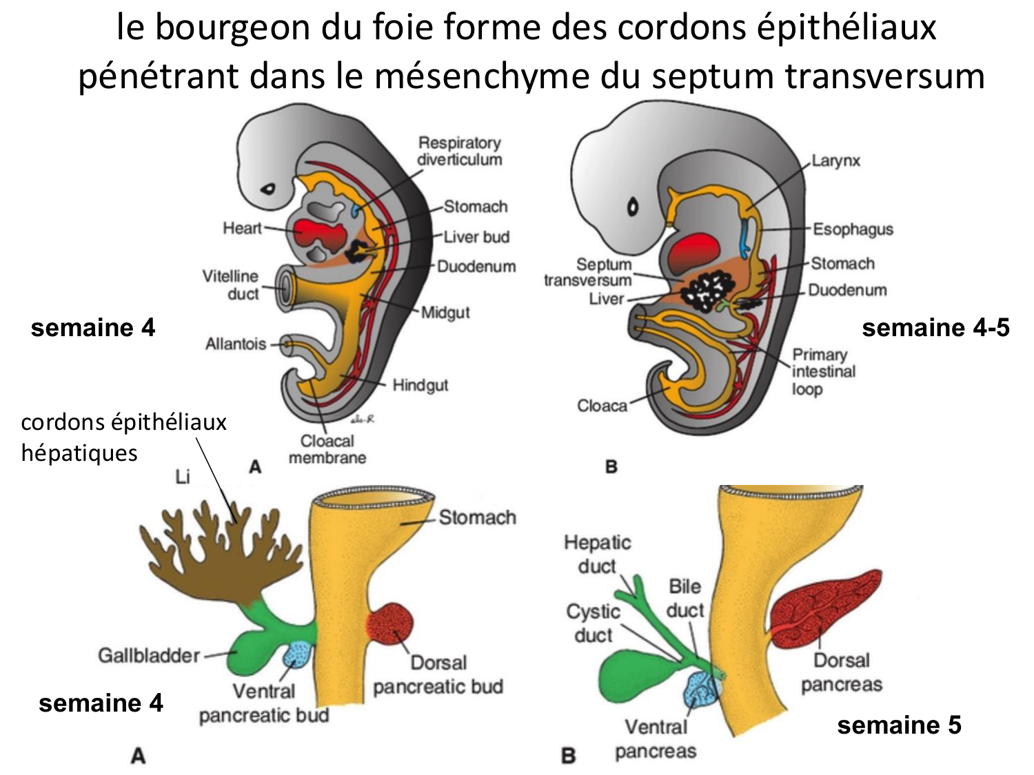 Développement du système digestif page 66