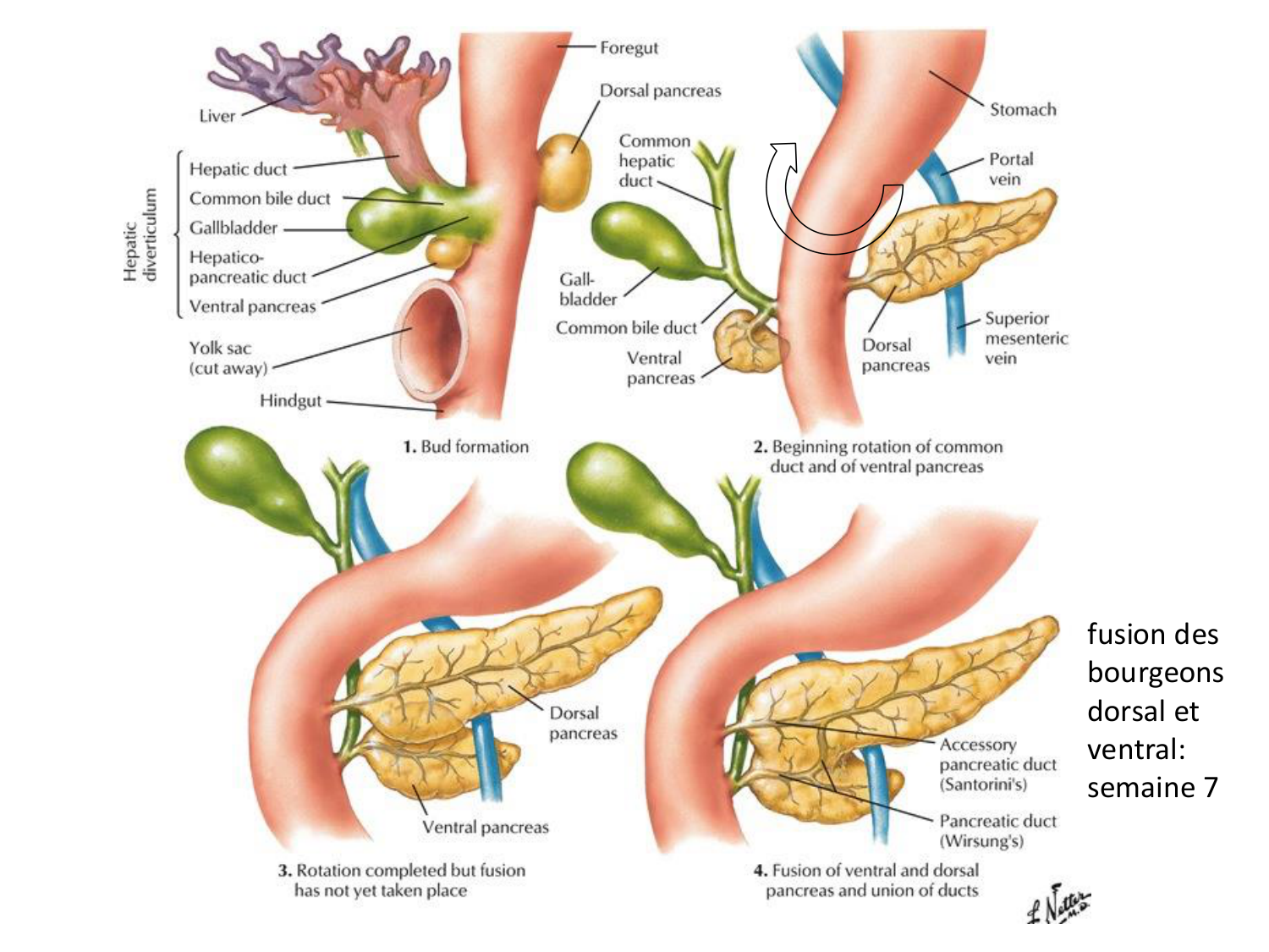 Développement du système digestif page 67