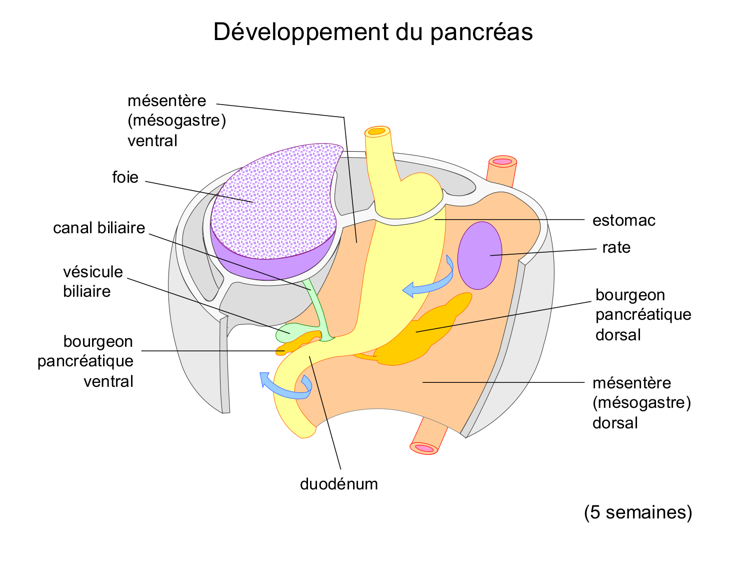 Développement du système digestif page 68