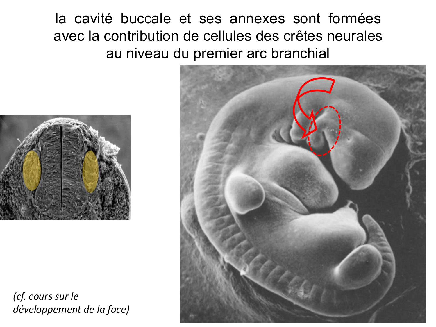 Développement du système digestif page 79